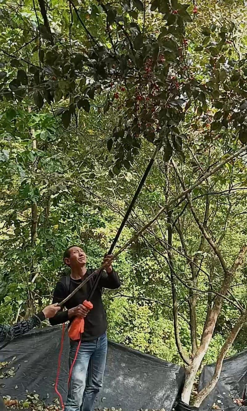 Harvesting seabuckthorn efficiently with portable picking machine