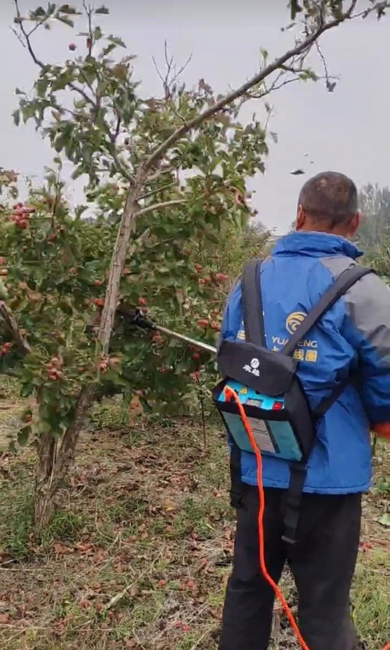 Quick harvest collection with efficient orchard equipment