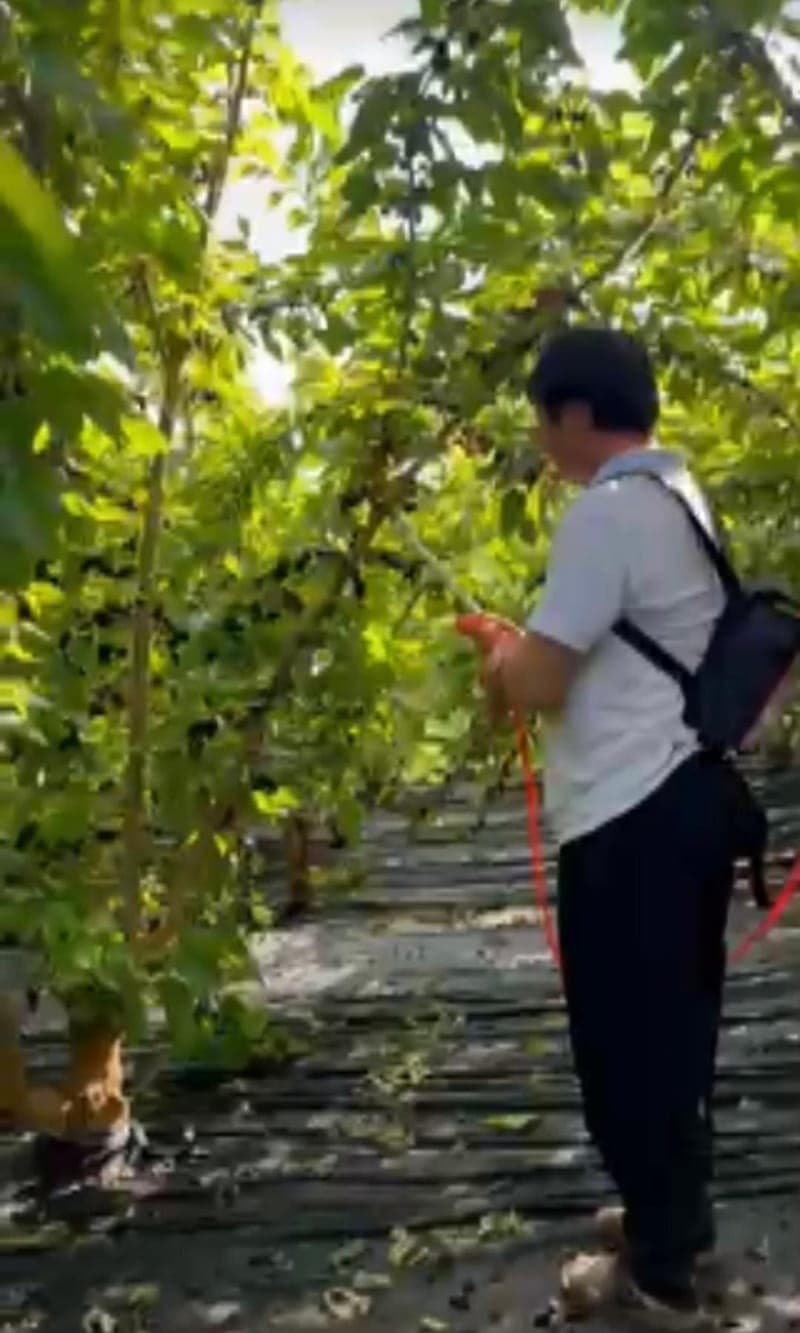Operación de máquina cosechadora en campo