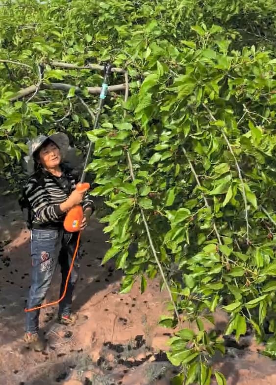 Preparación para la cosecha