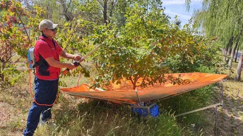 Foldable Fruit Collection Umbrella for Mechanical Harvesting