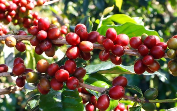 Cereza de Café