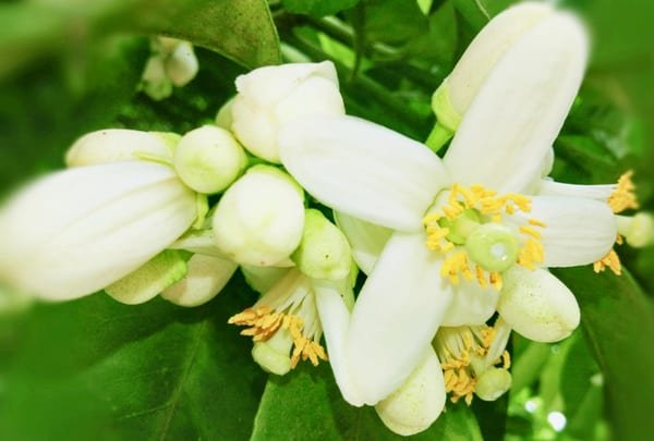Flores y Hierbas Comestibles