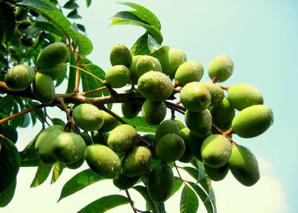 Máquina Cosechadora de Aceitunas - Soluciones de Vibrado Mecánico