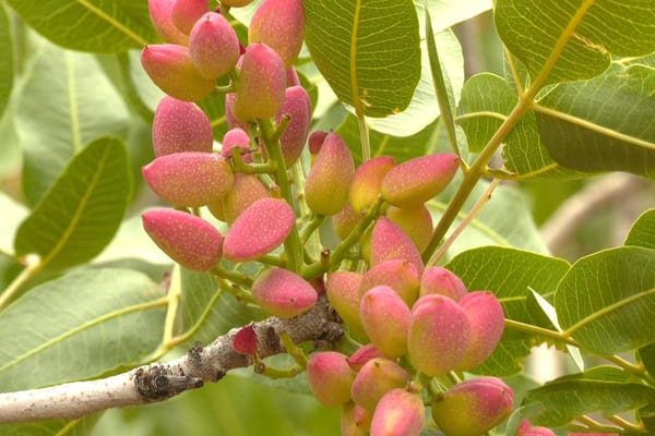 Pistacho